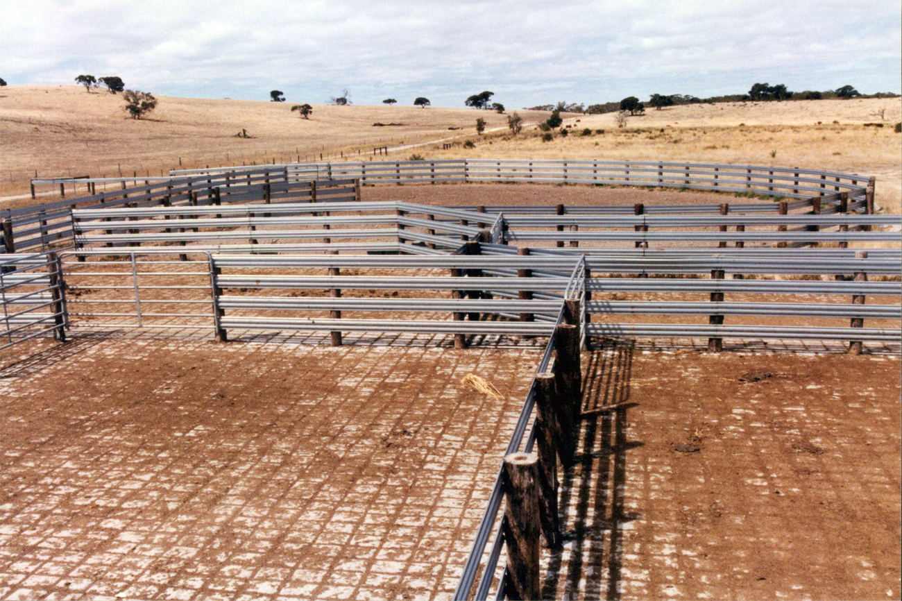 cattle yarding