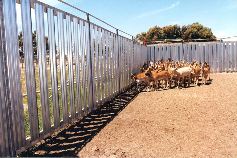 deer yards