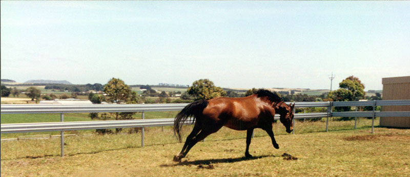 horse yards