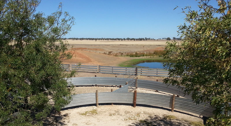 sheep yards
